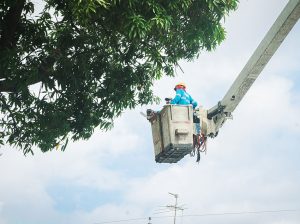 Moradores de La Alborada llaman al 181 y Parques EP responde con poda de árboles