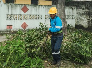 Moradores de La Alborada llaman al 181 y Parques EP responde con poda de árboles